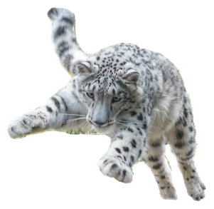 Snow leopard jumping